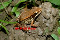 : Rana leptoglossa; Long-tongued Frog