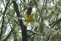 : Dendroica petechia; Yellow Warbler