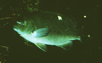 Girella nigricans, Opaleye: fisheries, gamefish