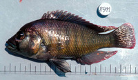 Haplochromis petronius, :
