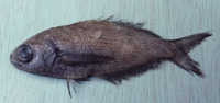 Cubiceps baxteri, Black fathead: fisheries