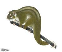 Image of: Pseudochirops archeri (green ringtail possum)