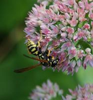 Image of: Hymenoptera (ants, bees, and wasps)