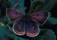 Image of: Lycaena helloides