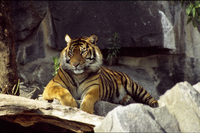 Panthera tigris corbetti - Indochinese Tiger