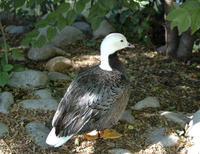 Image of: Anser canagicus (Emperor goose)