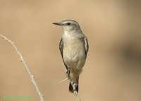 Red-tailed Wheatear - Oenanthe xanthoprymna