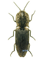 맵시방아벌레 - Paracalais berus berus