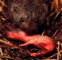 A ratazana da pradaria, mostra a devoção paternal Prairie Vole