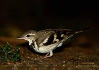 Forest Wagtail