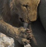 Photo showing a lions claws exposed as it grips a rhino carcass