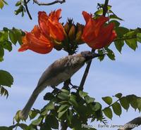 Noisy Friarbird, Philemon corniculatus (Meliphagidae), Coolum, Queensland,  on exotic Spathodea ...