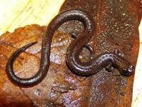 : Batrachoseps incognitus; San Simeon Slender Salamander