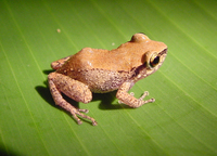 : Eleutherodactylus johnstonei; Johnstone's Whistling Frog