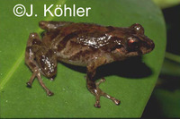 : Pristimantis llojsintuta