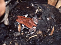 : Pseudophryne coriacea; Red-backed Toadlet