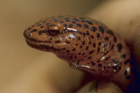 : Pseudotriton ruber; Red Salamander