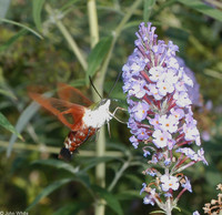 : Hemaris thysbe; Hummingbird Moth