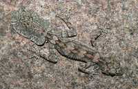 : Saltuarius wyberba