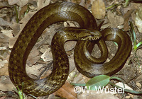 : Thamnodynastes strigatus; Snake