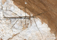 : Pseudosermyle stramineus