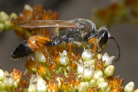 : Sphex ichneumoneus; Great Golden Digger Wasp