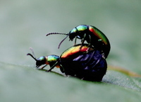Gastrophysa viridula - Green Dock Beetle