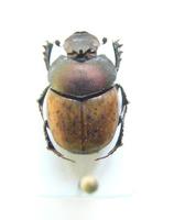 Onthophagus vacca - Dung beetles