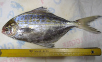 Stromateus fiatola, Blue butterfish: fisheries