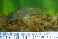 Mystus vittatus, Striped dwarf catfish: fisheries, aquarium
