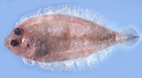 Parabothus kiensis, : fisheries