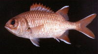 Myripristis woodsi, Whitespot soldierfish: