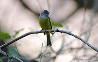 Image of: Culicicapa ceylonensis (grey-headed canary-flycatcher)