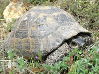 Testudo graeca - Spur-thighed Tortoise