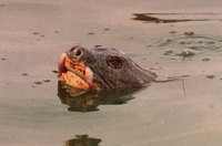 Hoan Kiem turtle (Rafetus swinhoei)