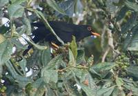 Glossy-black Thrush (Turdus serranus) photo