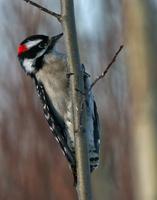 Downey Woodpecker - Male