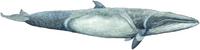Nördlicher Zwergwal, Minkewal (Balaenoptera acutorostrata) Common minke whale