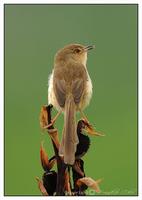 Plain Prinia 褐頭鷦鶯