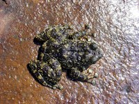 : Amolops hainanensis; Hainan Torrent Frog