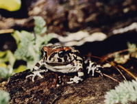 : Bufo pantherinus; Western Leopard Toad