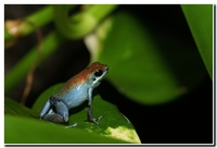 : Dendrobates pumilio escudodevarquez; Strawberry Poison Frog