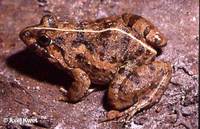 : Fejervarya limnocharis; Alpine Cricket Frog