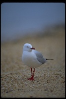 : Larus novaehollandiae; Silver Gull