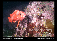 : Sebastes miniatus; Vermillion Rockfish