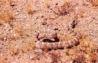 : Crotalus mitchelli pyrrhus; Southwestern Speckled Rattlesnake