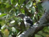 噪林鳥／灰背椋鳥 White-shouldered Starling Sturnus sinensis