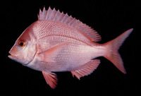 Chrysoblephus puniceus, Slinger seabream: fisheries, gamefish