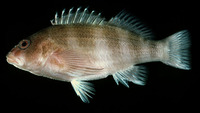 Isocirrhitus sexfasciatus, Six-banded hawkfish:
