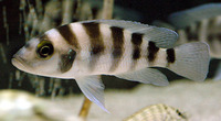 Neolamprologus sexfasciatus, : aquarium